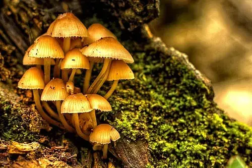 Grow edible mushrooms easily