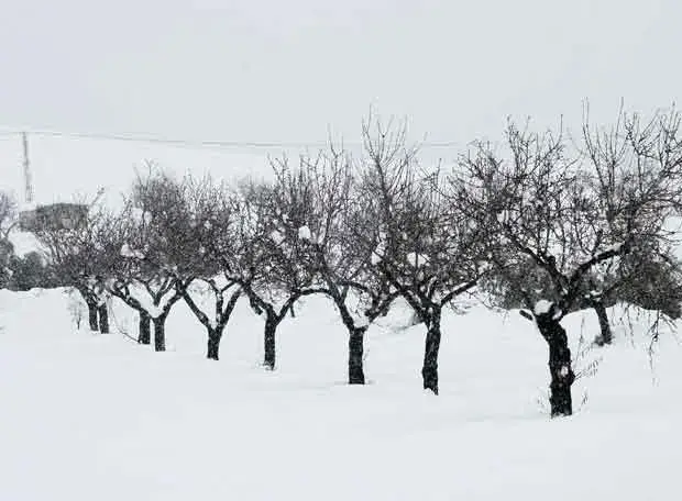 Choose Fruit Tree Species According to the Weather