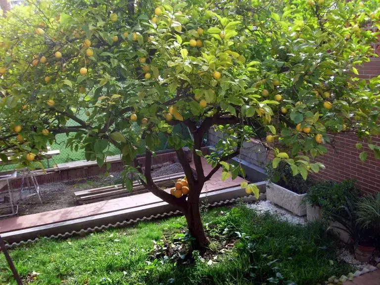 How and when to do an orange tree graft