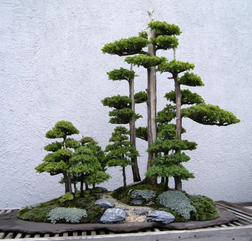 Bonsai care throughout the year