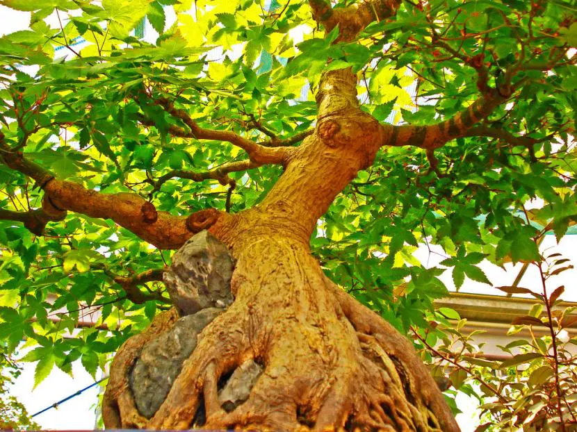The best bonsai on earth