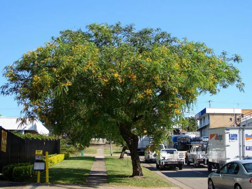 Tips for selecting urban trees
