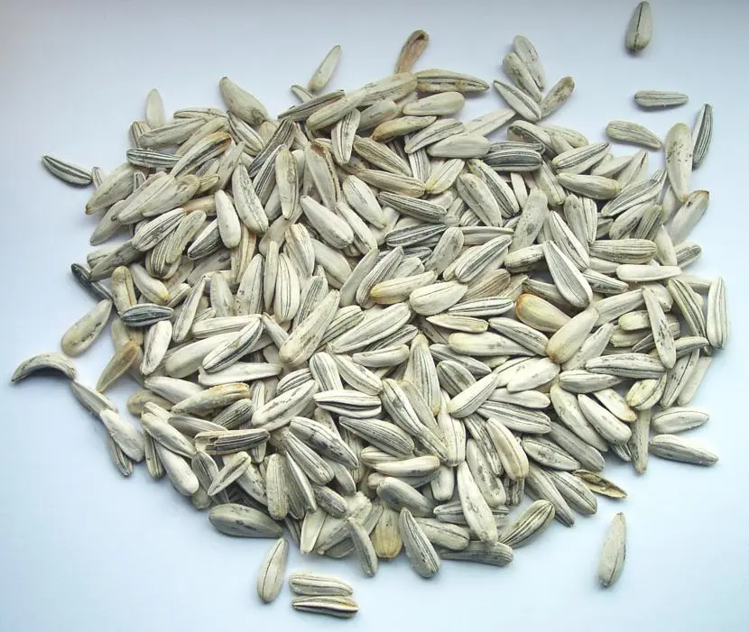 Problems germinating your seeds? Try these tricks!