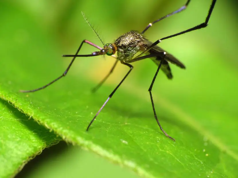 How to treat infected mosquito bites