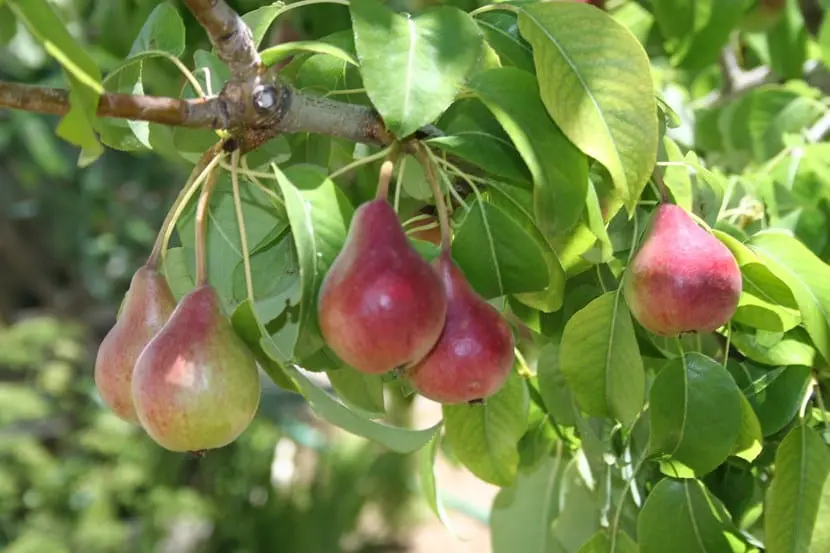 Introduction to fruit trees