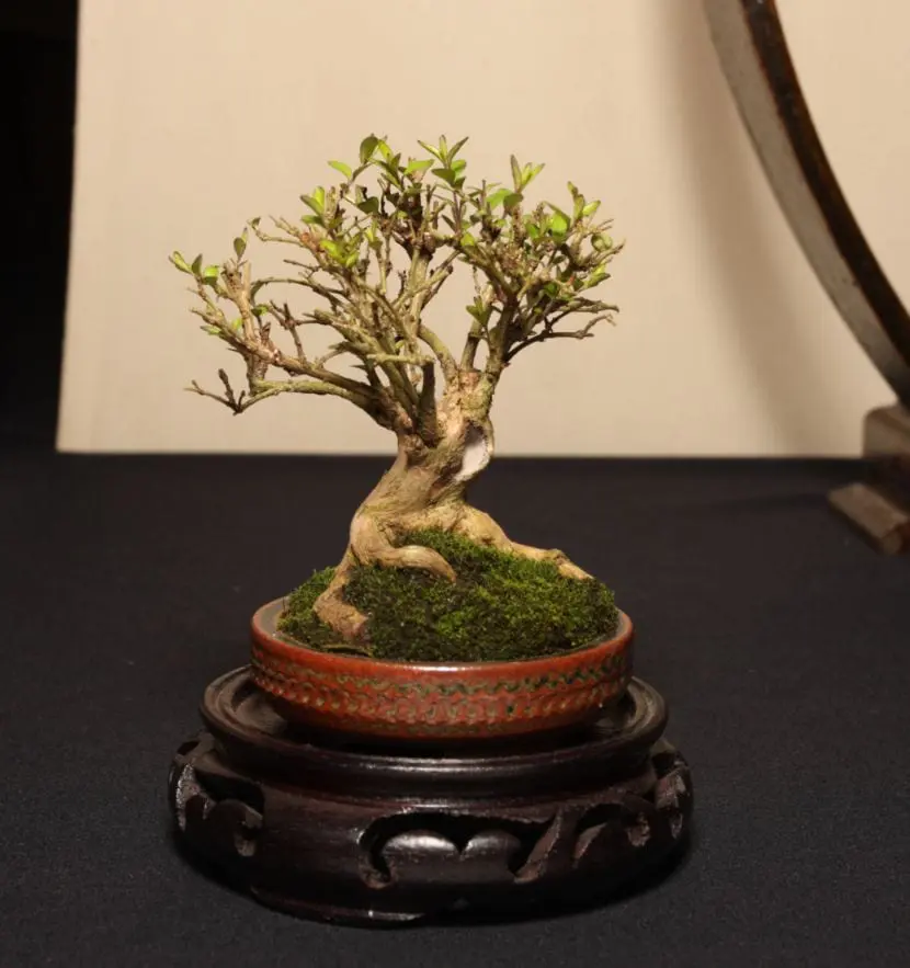 Care of the mini bonsai, the mame