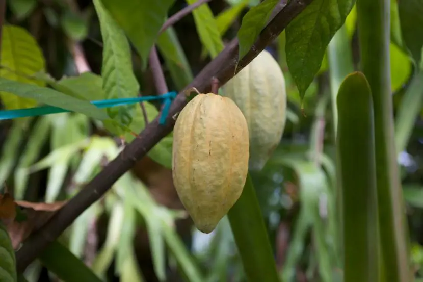 Cocoa tree, ideal plant for sweet lovers