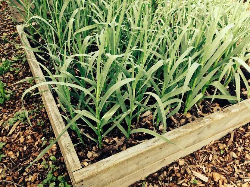 How to plant young garlic at home