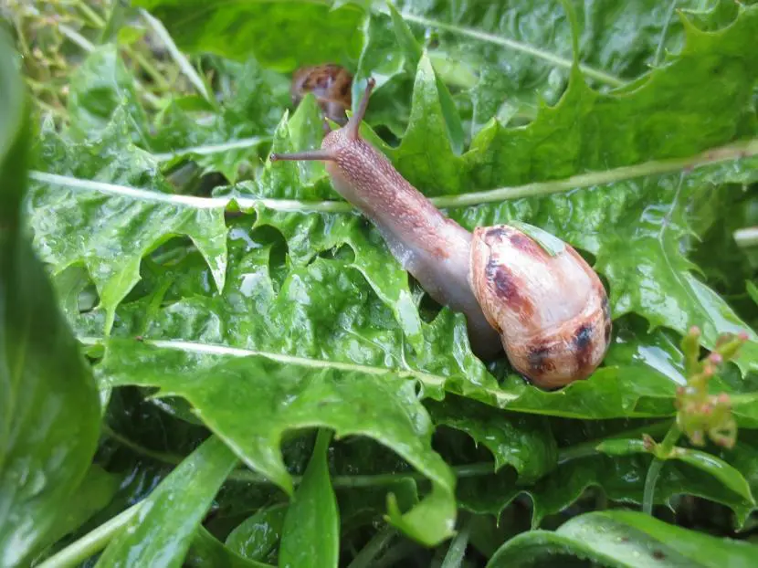 How to remove snails from the garden or orchard