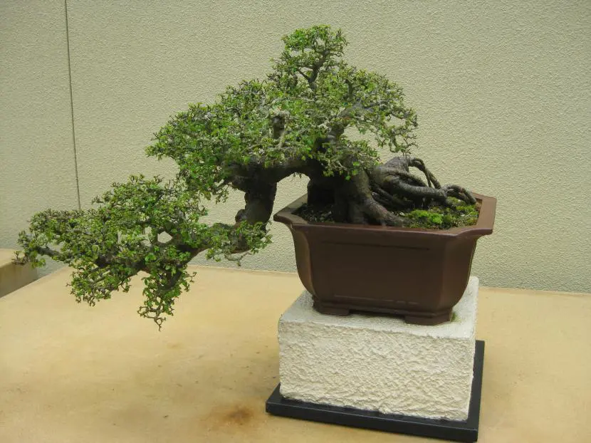 How to care for an elm bonsai