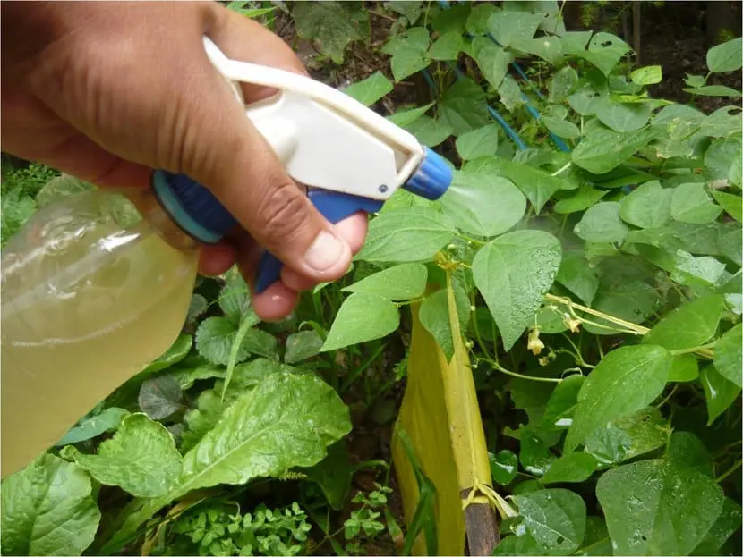 Ecological repellents and fungicides for plants