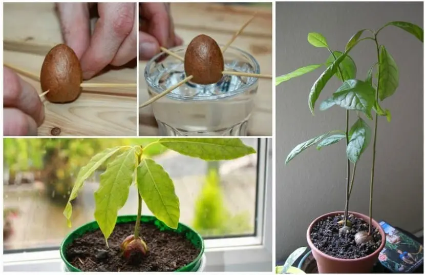 Germination and transplanting of an avocado