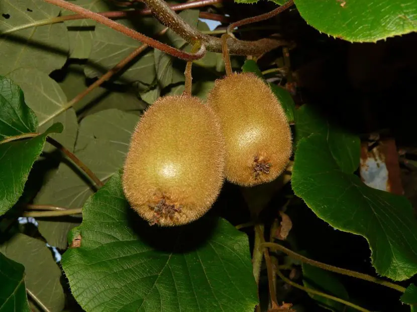 How to care for a kiwi tree