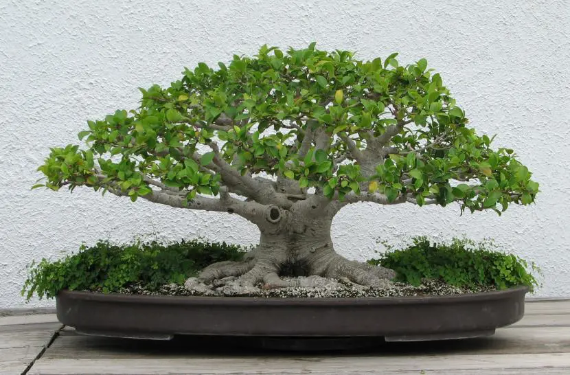 How to take care of Ficus bonsai
