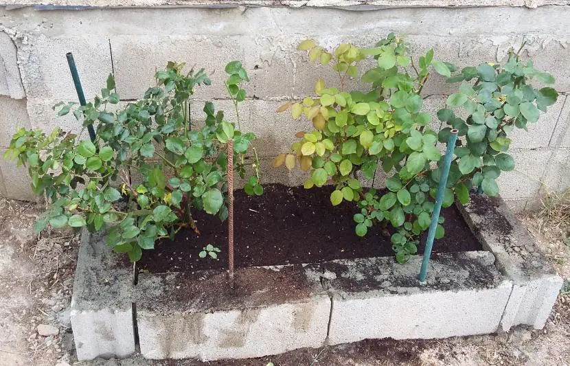 Garden design step by step (XIV) – Paint block planter