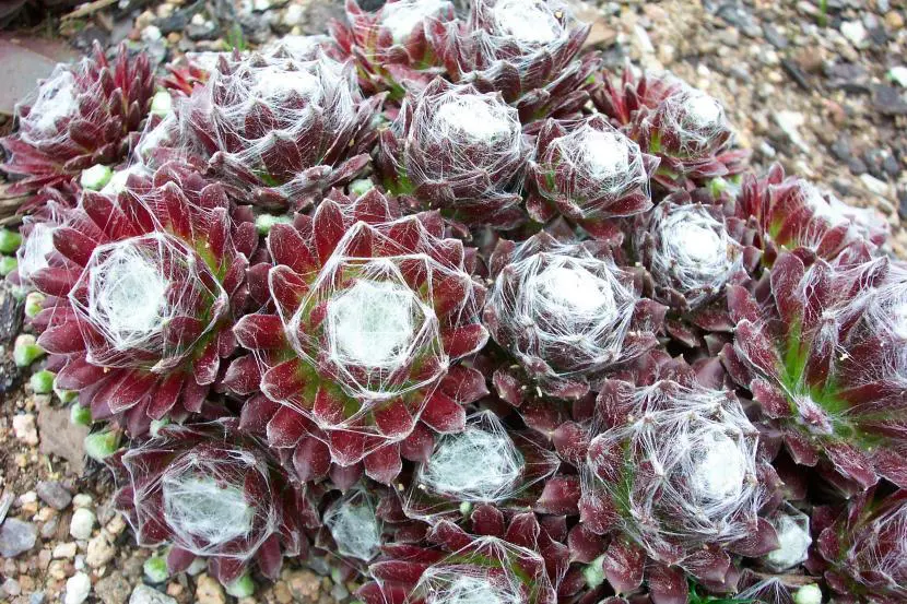 Sempervivum: the ones that most resist the cold