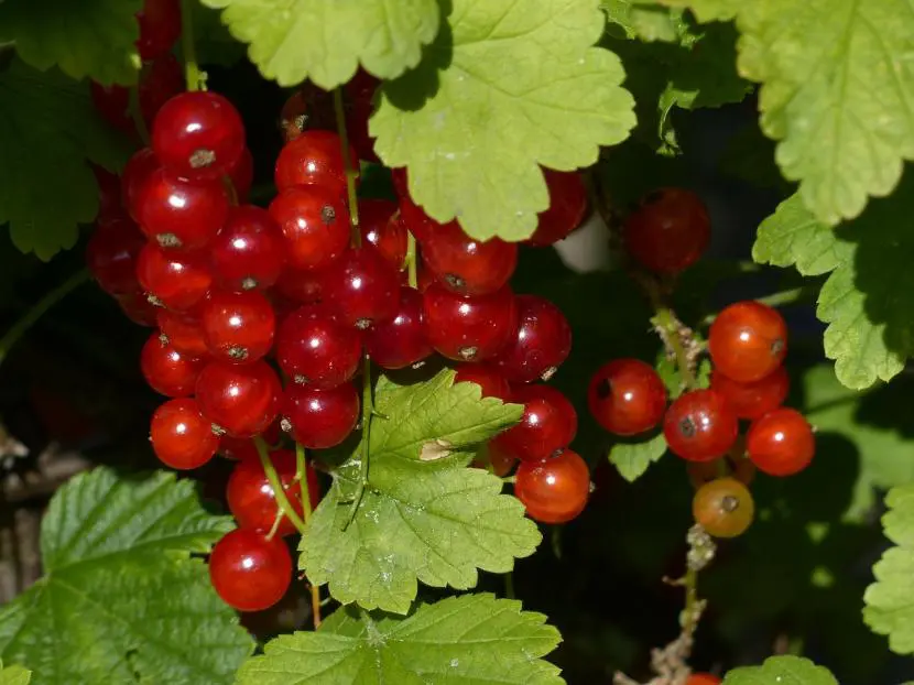How to grow currant