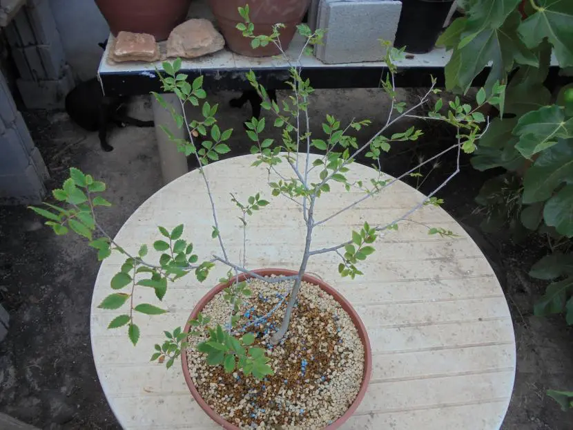 Design a bonsai step by step – Pinzado