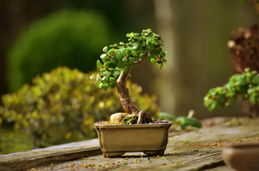 What are mini bonsai or mame?
