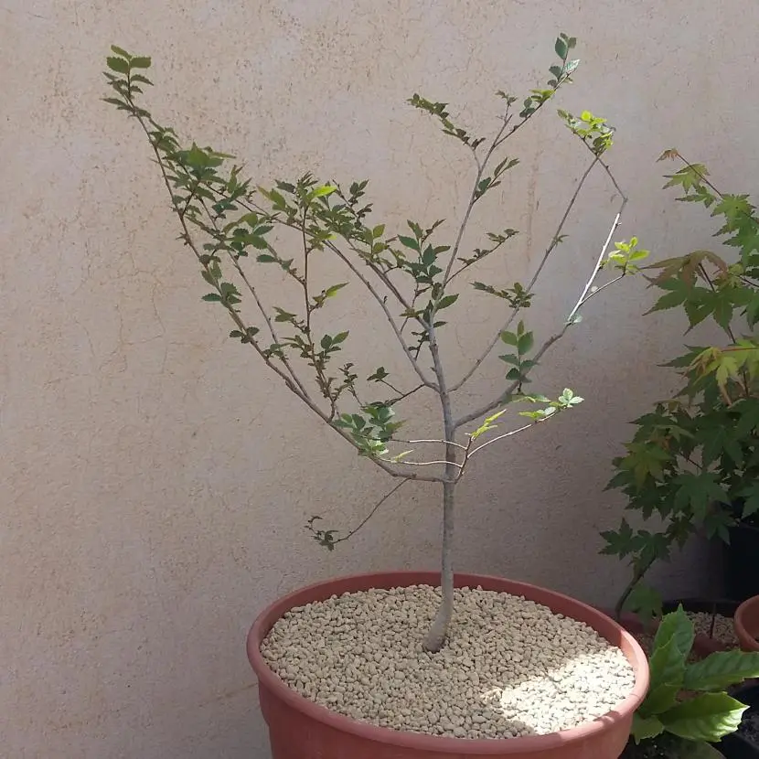 Design a bonsai step by step – Pruning roots and dry branches
