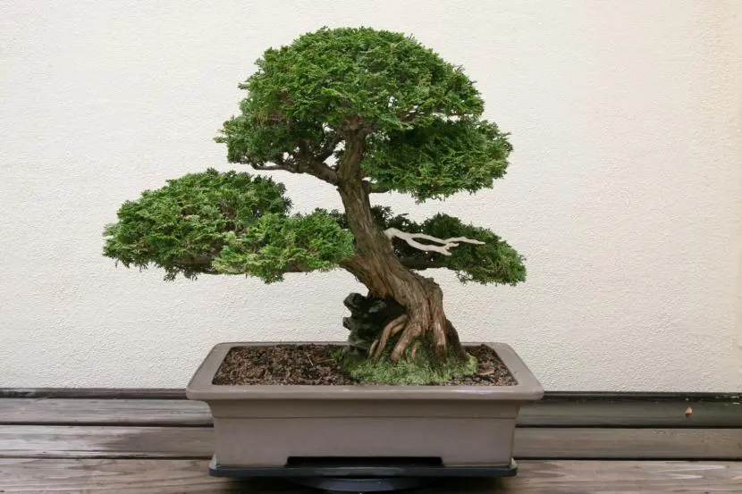 How to make a bonsai from a seed