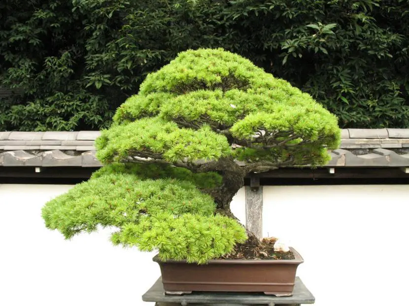 Most common mistakes in bonsai cultivation