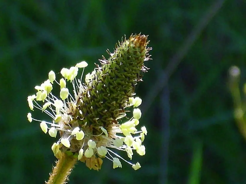 What are the inflorescences of plants
