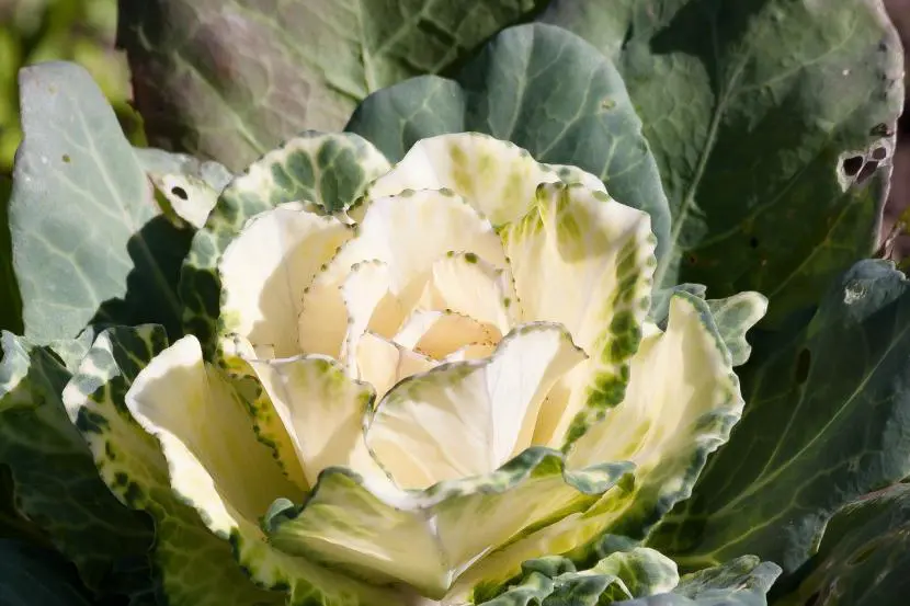 Why you should have an ornamental cabbage