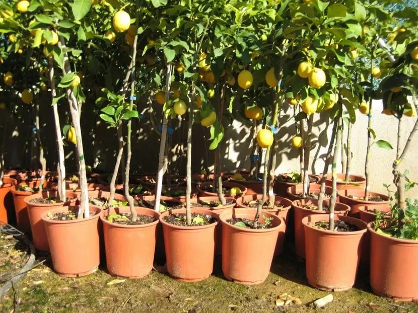 Citrus Trees Growing in Pots