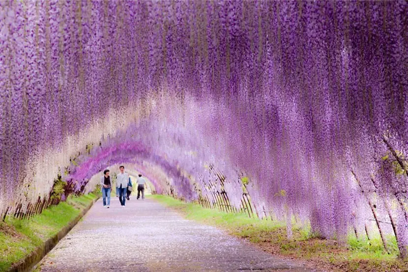 The beauty of wisteria