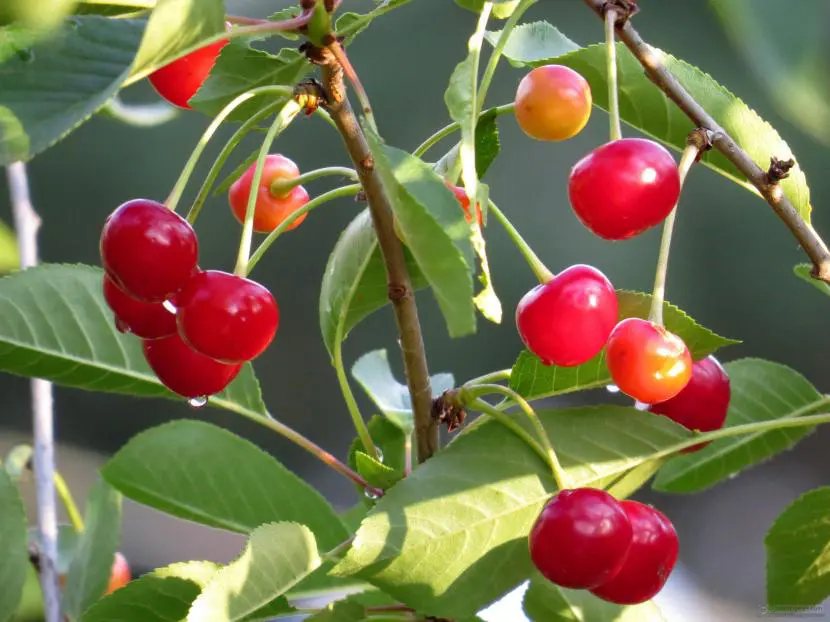 Fruit trees resistant to cold and frost