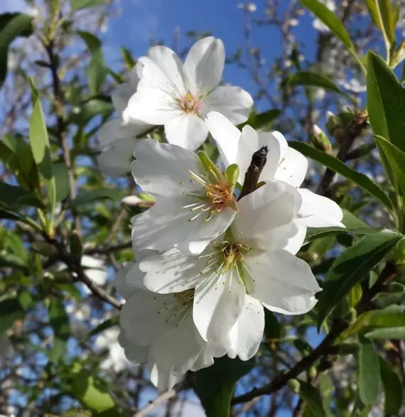 The almond tree, a beautiful garden tree