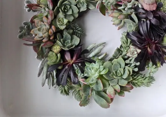 Christmas wreath with succulents