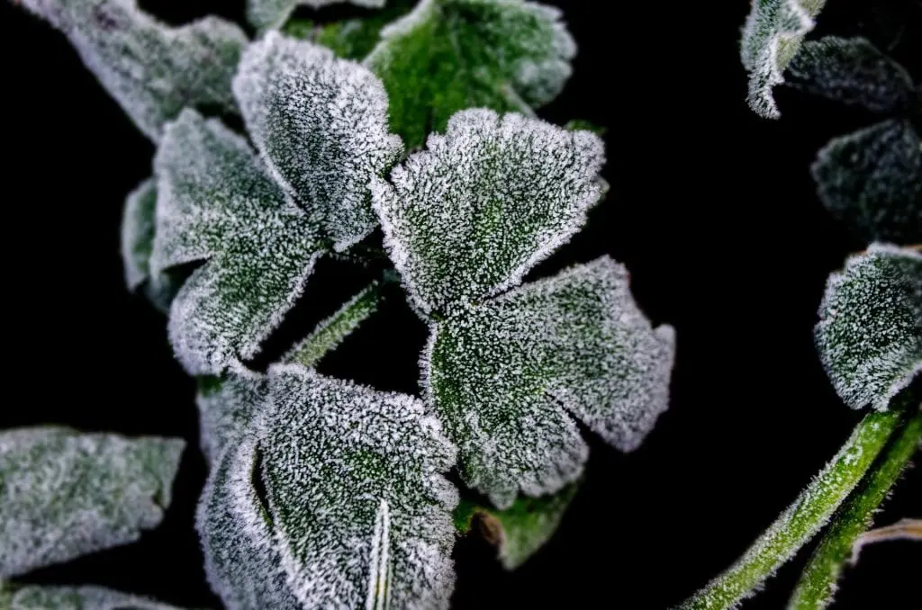 How to recover frozen plants
