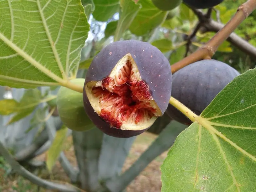 Pests and diseases of the fig tree