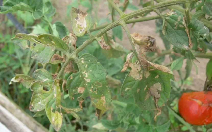 Diseases and viruses that affect our tomato crop
