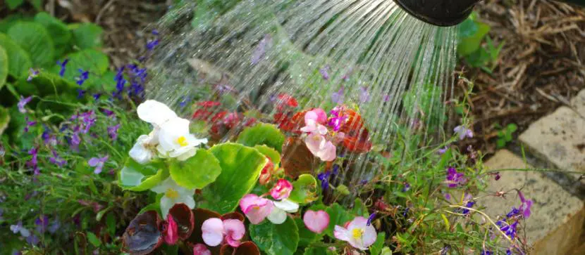 Why can’t the flowers get wet when watering?