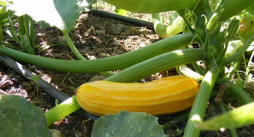 How to grow yellow squash