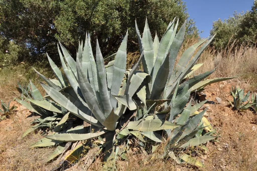 Agave, the most drought resistant succulent
