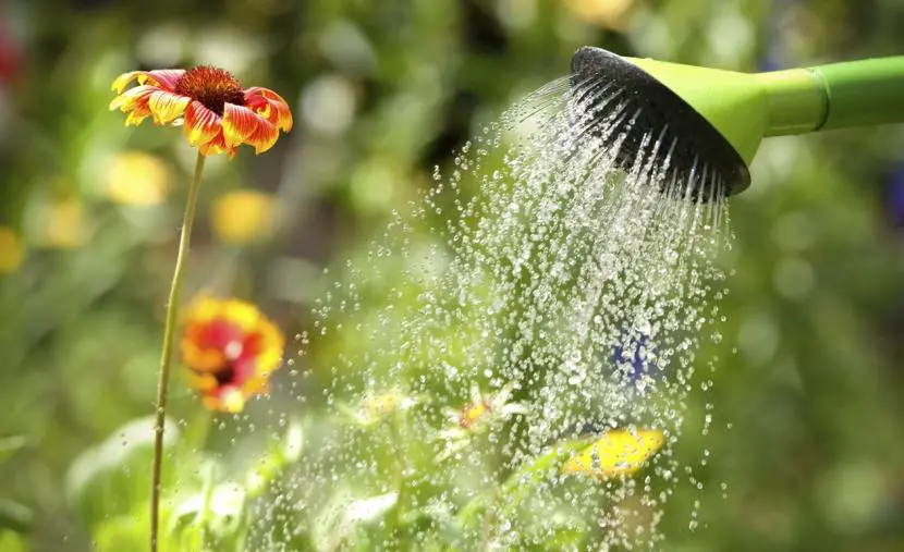 When and how to water plants in spring