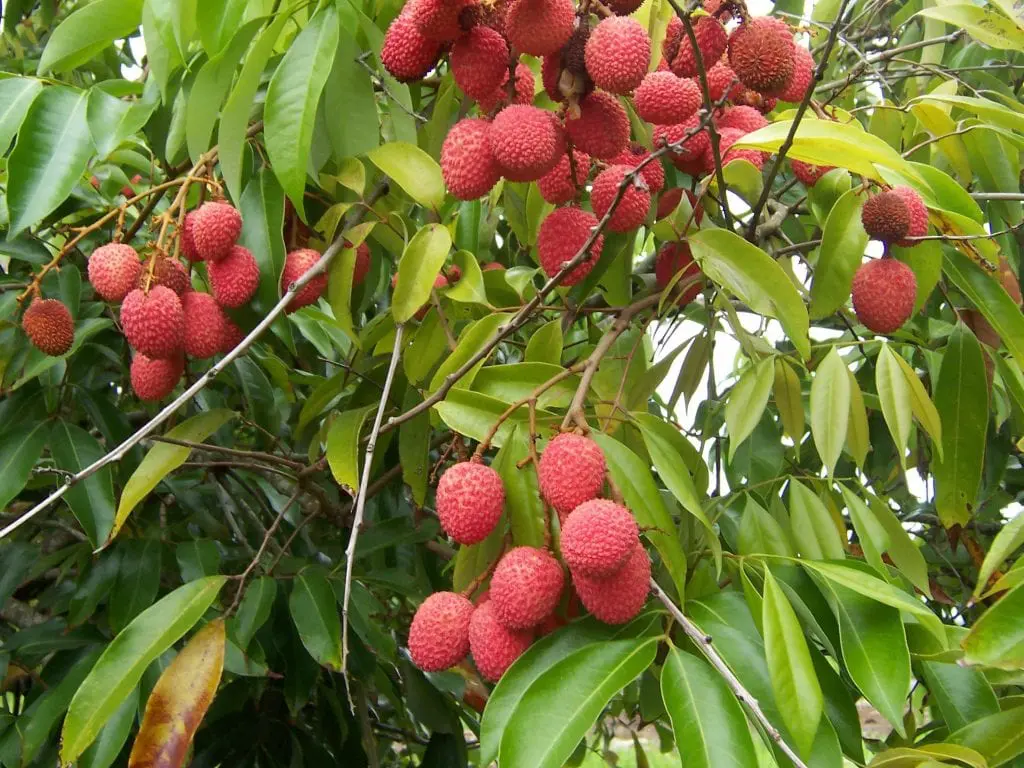 How is lychee grown?