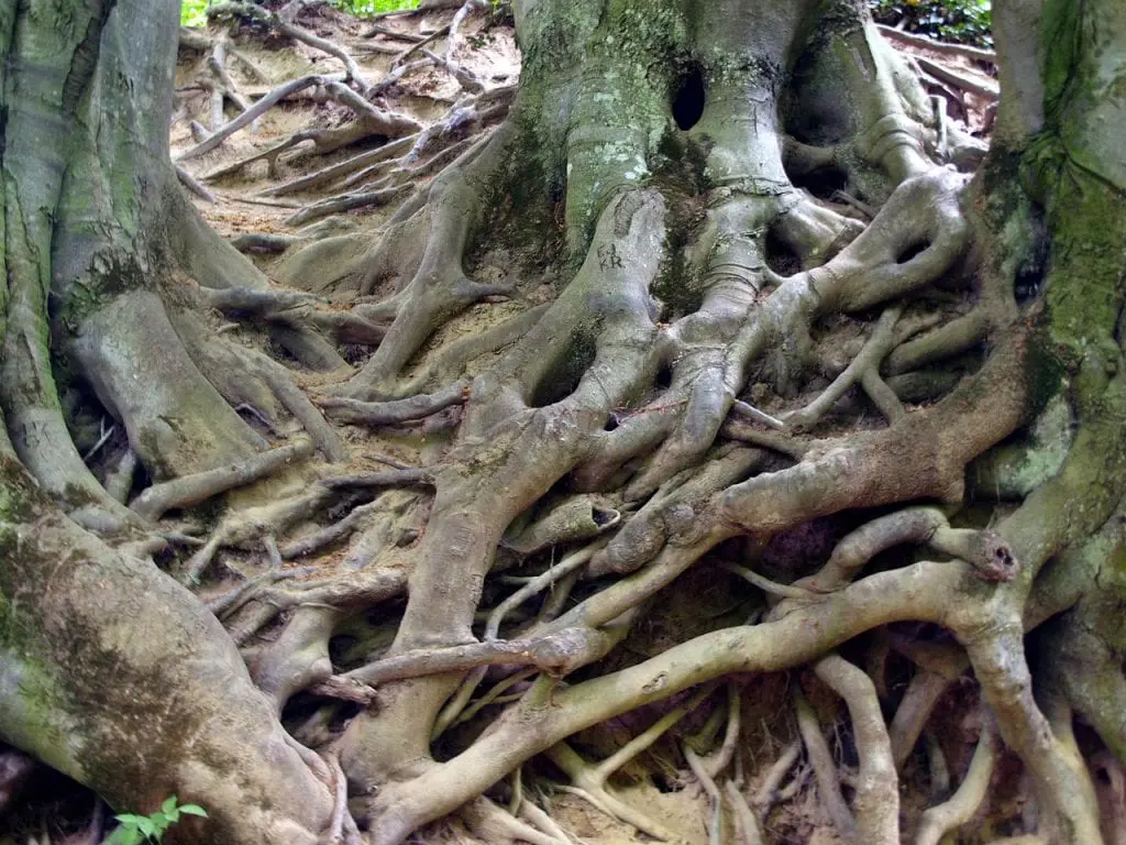 Root parts of a plant