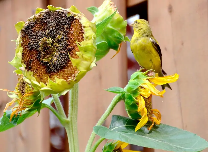 Recommendations for growing sunflowers