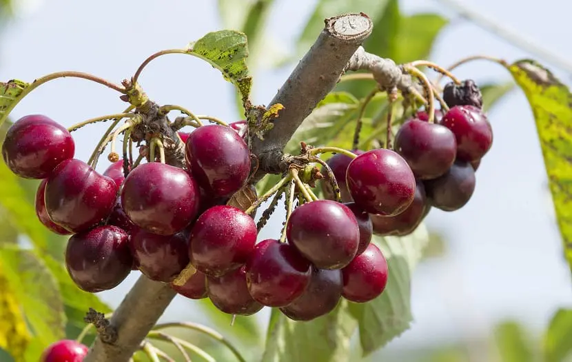 Cherry cultivation