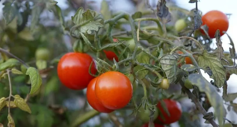 Aphid pest in tomato cultivation