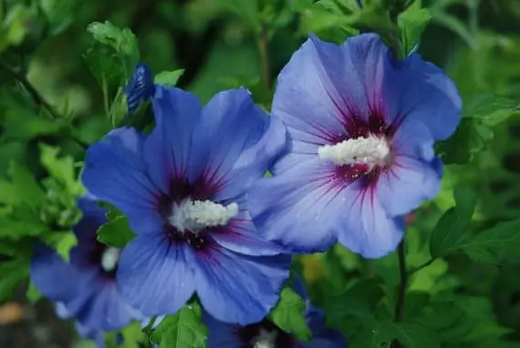 Blue and purple flowers in the garden