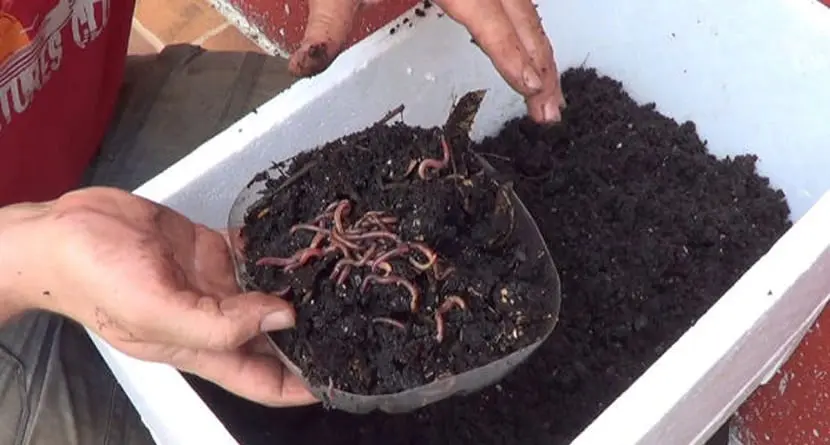 The worm composter, a homemade invention