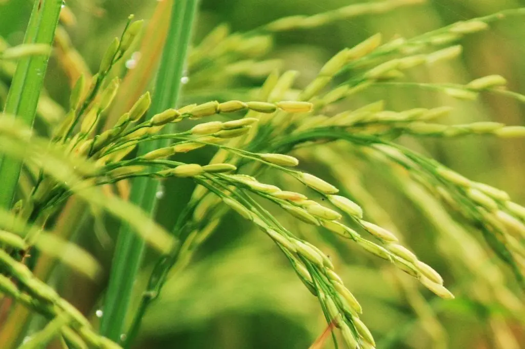 How to grow the rice plant?