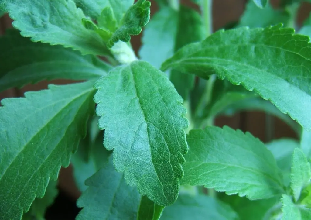 How to grow stevia