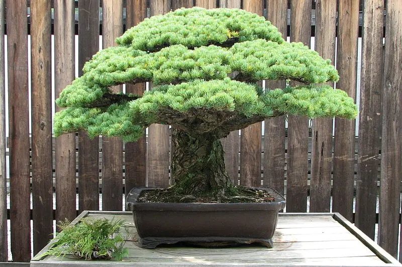 This 392-Year-Old Pine Bonsai Survived the Hiroshima Atomic Bomb Explosion and Continues to Grow Today
